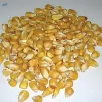 Yellow Maize/Corn
