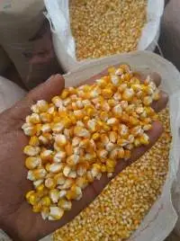 Feed Corn / Yellow Maize Non-gmo