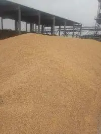 Wheat
