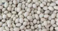 Ethiopian White Pea Beans