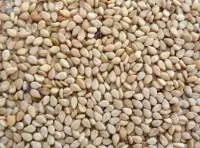 Sesame Seeds
