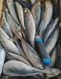 Pacific Mackerel