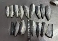 Mackerel For Canning