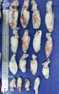Frozen Baby Squid