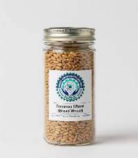 Common Wheat