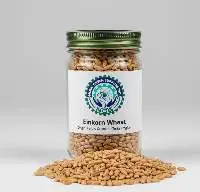 Einkorn Wheat (Triticum Monococcum)