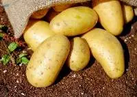 Potato