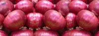 Onion