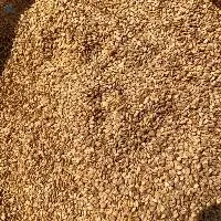 Golden Sesame Seeds