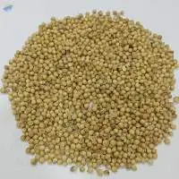 Coriander Seeds