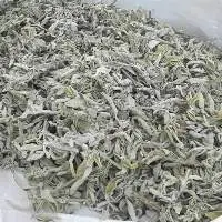 Sage leaves