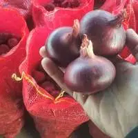 Red onion