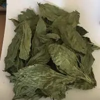 mulukhiyah
