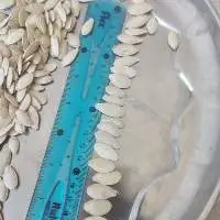 Pumpkin seeds