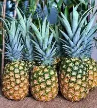 MD2 Fresh Pineapple