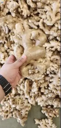 High Quality Fresh Clean Ginger  