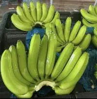 Premium Green Cavendish Banana