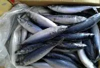 Frozen Horse Mackerel Fish