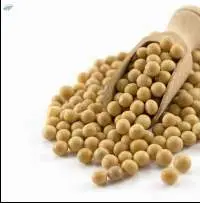 Non GMO Soybeans