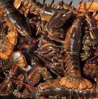 Wholesale Fresh Live Lobster