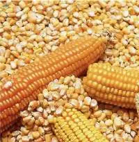 Wholesale Dried Yellow Corn Maize