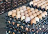 Fresh Chicken Table Eggs Brown