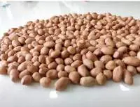 Wholesale Fresh Peanut