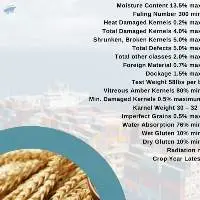 Wheat