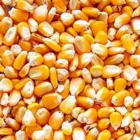 Yellow And White Maize