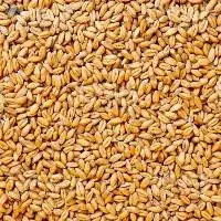 Wheat
