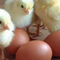 White & Brown Table Eggs