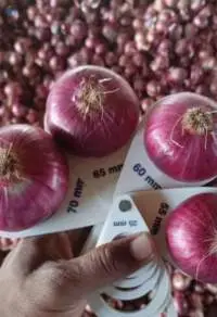 fresh onion