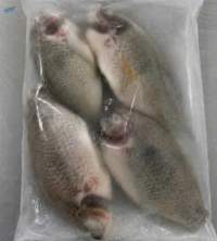 Frozen Black Tilapia Steak