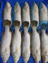 Frozen Whole Gutted Barramundi Giant Sea Perch