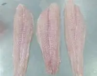 Frozen Pangasius Fillet