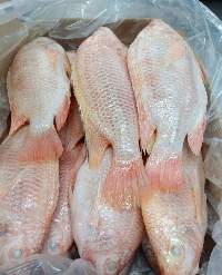 Frozen Red Tilapia Fish Whole