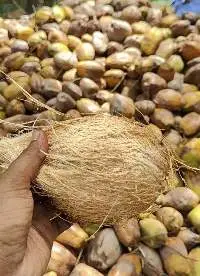 Semi Husked Coconut Grade A