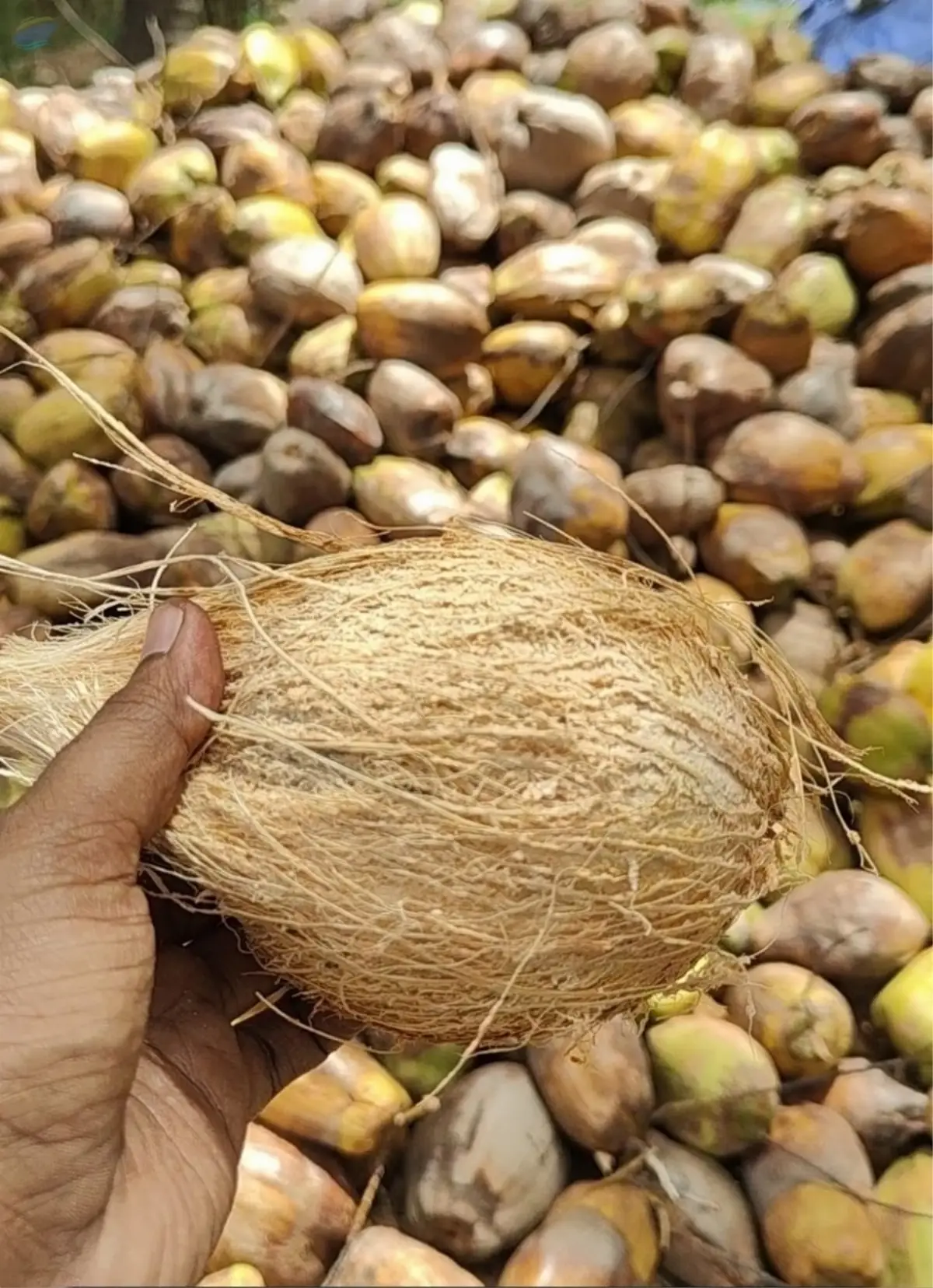 Semi Husked Coconut Grade A