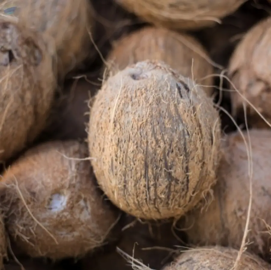 Fully/De-Husked Coconut Grade A