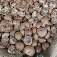 Betel Nut
