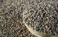 Pearl Millet