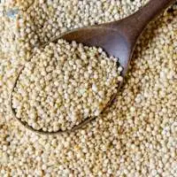 Sorghum