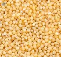 Proso Millet