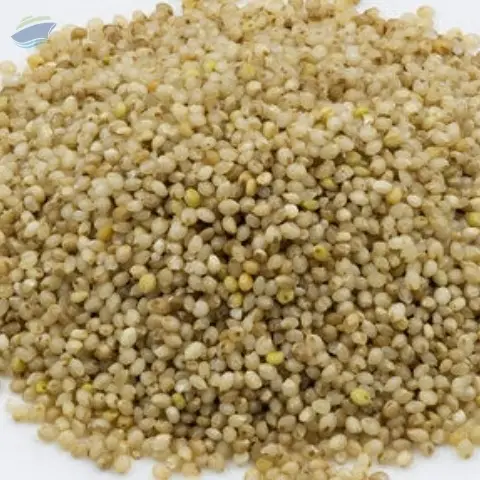 Little Millet