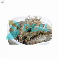 Giant Tiger Prawn from Indonesia