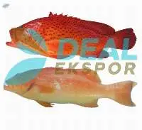 Indonesian Grouper with competitive price