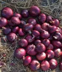 Onions