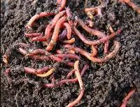 Vermicompost Organic Fertilizer