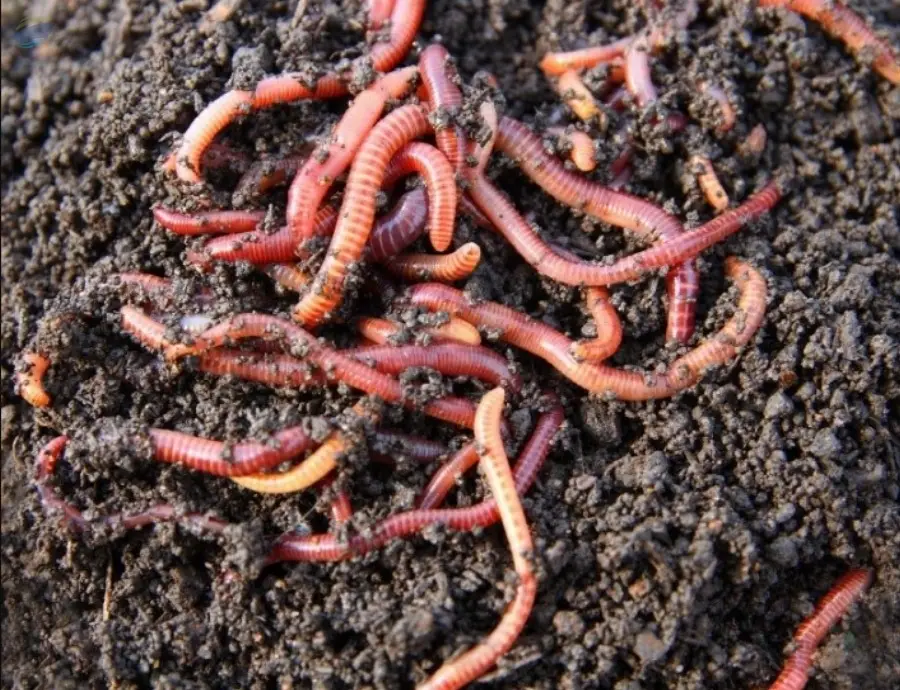 Vermicompost Organic Fertilizer