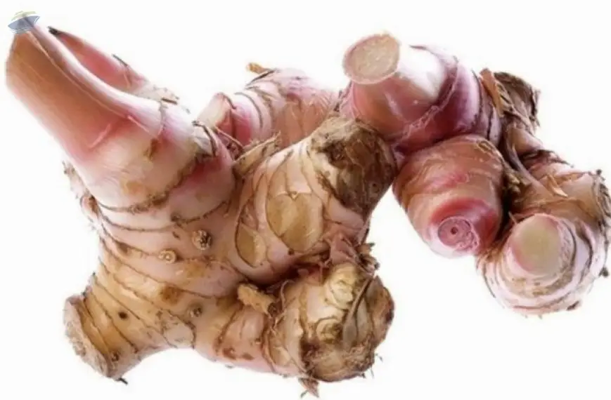Galangal